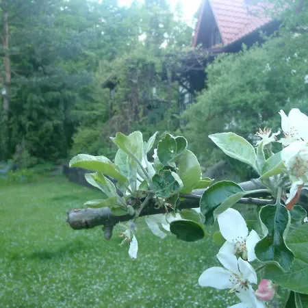 Birchy Hills Sitno (Pomerania)