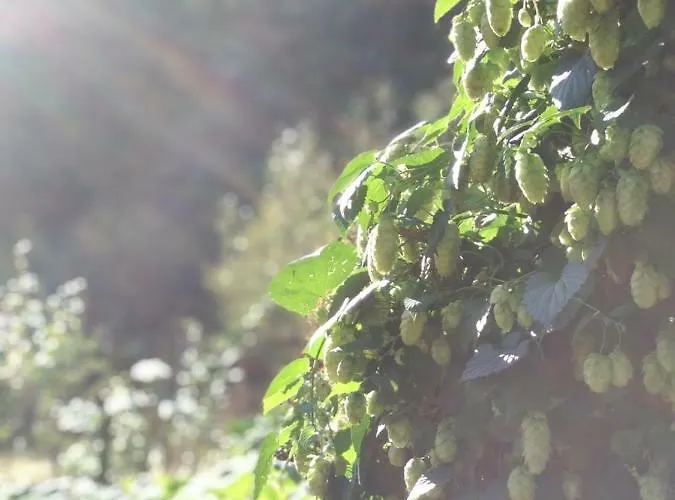 Birchy Hills Sitno (Pomerania)